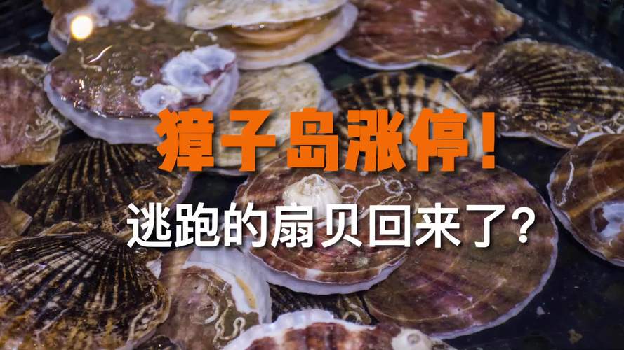 獐子岛扇贝又死了-獐子岛扇贝出走事件