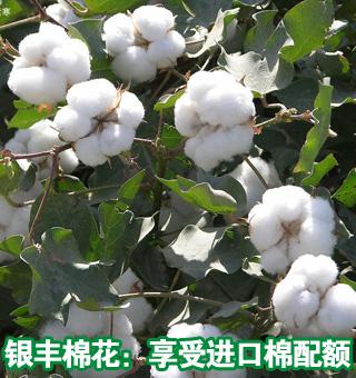 银丰棉花-银丰棉花股份公司