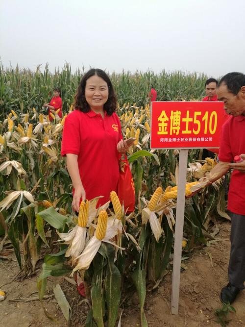 金博士-金博士3107玉米简介