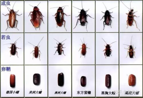 高能环境-高能环境中标安岳县项目