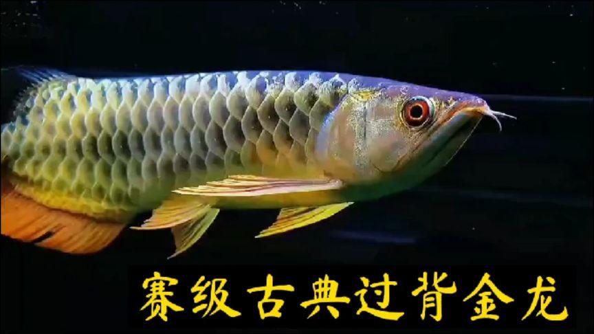 金龙鱼 价格-金龙鱼价格多少钱一只红龙